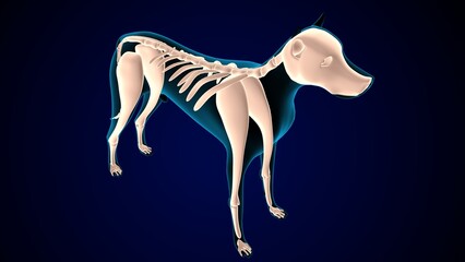 dog digestive system anatomy. 3d illustration