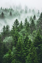 Mystical forest with misty trees, high angle view, grey sky, green pine tree foliage, nature photography