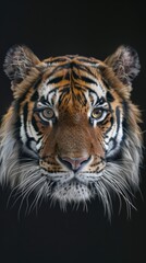 Fototapeta premium Tiger on a black background