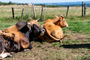 vaches Aubrac avec un magnifique taureau brun et brun foncé dans un champs par une belle journée printanière proche d'Issoire dans le puy de dome