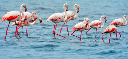 Group of Flamingos Standing in Water near Dholavira
