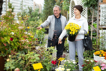 Happy mature married couple in casual wear buying potted Chrysanthemum Mishal flowers in outdoor...
