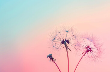 Obraz premium Dandelion Seed Macro on Pastel Sky Background with Wind and Light Silhouette