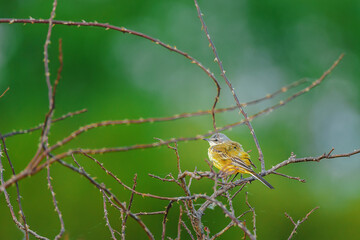 western yellow wagtail - Motacilla flava perched at green background.