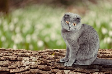 Obraz premium Cute smart young cat outdoor