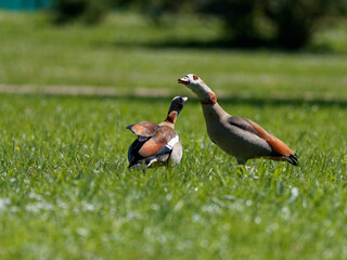 Nilgans, Alopochen aegyptiaca.
