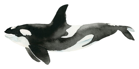 Watercolor painted killer whale transparent png