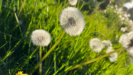 Kindheitserinnerungen - weiße Pusteblumen auf einer frischen, grünen Wiese