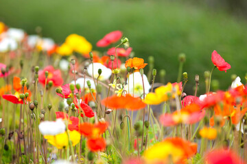 Colors of nature in meadows in spring