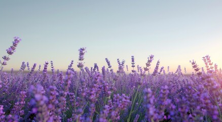 Lavender field with a blurred background of a blue sky and distant mountains, a real photo, closeup of lavender flowers