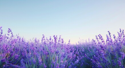Lavender field with a blurred background of a blue sky and distant mountains, a real photo, closeup of lavender flowers