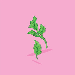 Coriander leaves vector illustration