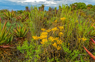 Dense collection of succulent aloes and other plants growing near the Rooiberg Mountains in the...