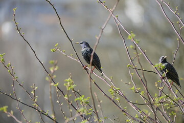 Star, Sturnus vulgaris, Gemeiner Star