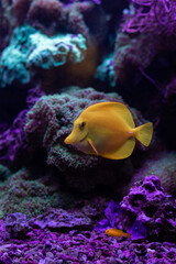 Yellow fish in the aquarium.Underwater world of the ocean
