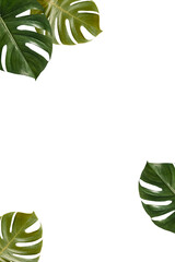 Tropical green monstera leaves frame design element © Rawpixel.com