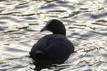 A black duck peacefully floats on the surface of the water, exuding a sense of tranquility and...