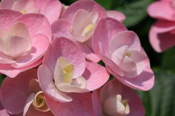 Fotobehang Fluor Roze アジサイ  © kosumi