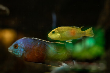 Yellow fish in the aquarium. Aquaristics at home. A hobby for the soul