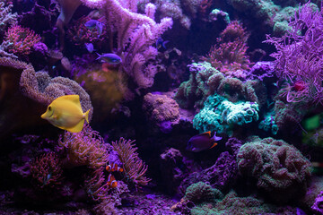 Yellow fish in the aquarium. Aquaristics at home. A hobby for the soul