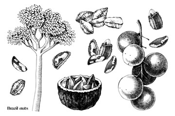 Hand drawn brazil nuts vector set