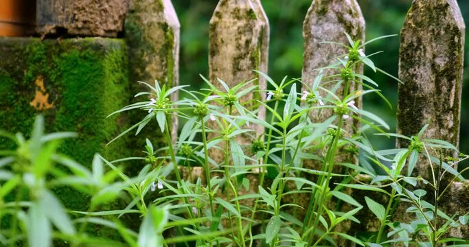 Leucas Lavandulifolia Plant with White Flowers Growing near a Mossy Stone Fence
