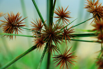 Obraz premium Razor grass or Cyperus esculentus has brown, needle-shaped flowers. 