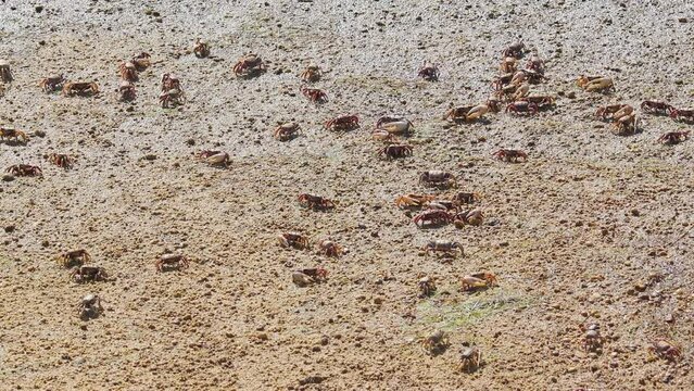 Fiddler Crab, Uca pugnax or tangeri at Ria Formosa Nature Park, Algarve in Portugal.