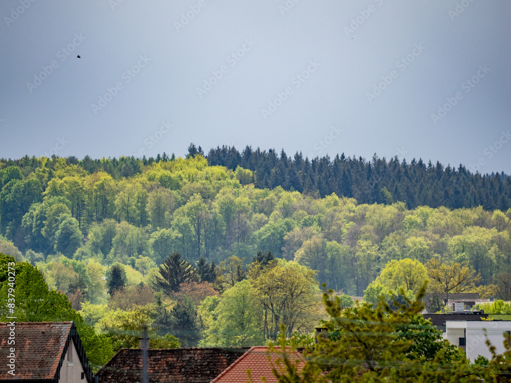 Canvas Prints Mischwald im Sommer