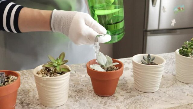 Woman watering planted succulents in mini pots. Nature and hobbies at home. 