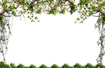 frame of green leaves