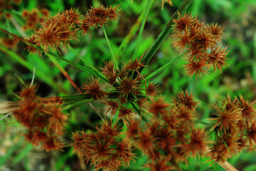 Razor grass or Cyperus esculentus has brown, needle-shaped flowers.
