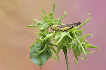 A grasshopper of the species Locusta migratoria is eating young cananga flowers.