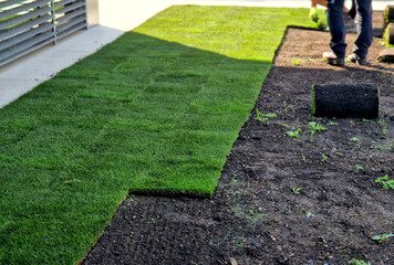 laying grass turf in the family garden. a roll of sod is driven onto the plowed surface of the...
