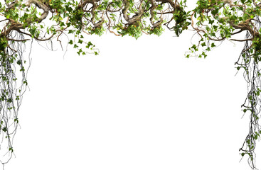 frame of green leaves