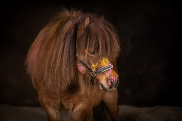 Cute shetland Pony 