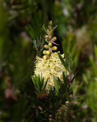 Closeup of flower spike of River Bottlebrush (Callistemon sieberi) in a garden in early Summer