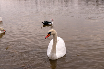 Beautiful white swan on the lake.