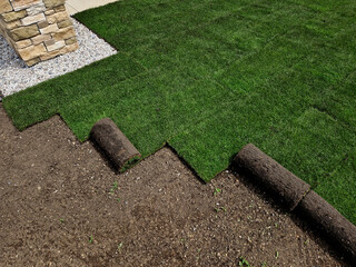 laying grass turf in the family garden. a roll of sod is driven onto the plowed surface of the...