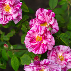 Closeup of flowers of Rosa gallica 'Versicolor' in a garden in early summer