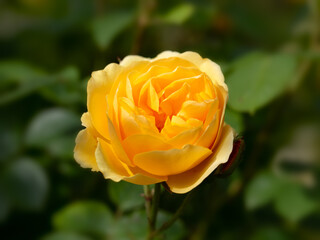 Closeup of a single flower Rosa 'Graham Thomas' in a garden in early summer