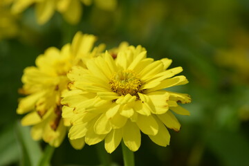 Gruppe von leuchtend gelben Blüten vor unscharfem grünem Hintergrund