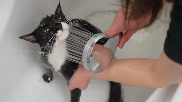 Wet black cat watered from shower head in bathroom. Grooming hygiene procedure. Pets caring, disinfection treatment, flea extermination