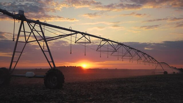 The sunset corn field is being watered for the first time by the irrigation system. agriculture business irrigation corn concept lifestyle. harvested corn while irrigation systems were in place