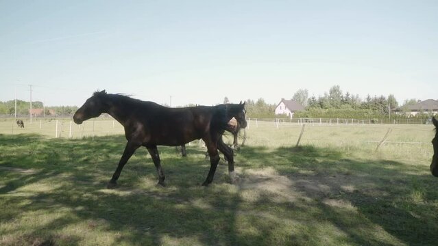 A herd of domestic horses graze in a shady grassy pasture behind the electric fence of the stable. Horse breeding in agriculture.