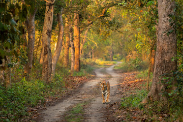 wild female tiger or panthera tigris or tigress a showstopper on morning stroll walking head on in...