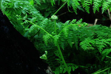 Abstract green fern leaf texture, nature background, tropical leaf