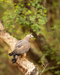 Wild Oriental Honey Buzzard or Pernis Ptilorhyncus raptor bird of prey closeup perched high on tall tree in summer season safari at Ranthambore national park forest tiger reserve Rajasthan India asia