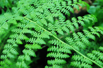 Abstract green fern leaf texture, nature background, tropical leaf