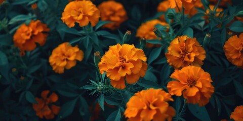 Marigold flowers or tagetes marigolds or ganda. Orange flower in garden